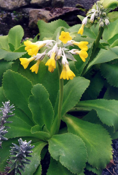 Primula palinuri en fleurs sur les falaises calcaires de Capo Palinuro, Italie